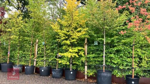 FAGUS SYLVATICA (BEECH)