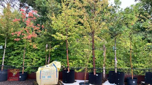 TILIA CORDATA 'GREENSPIRE' (COMMON LIME)