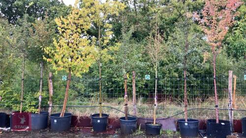 CELTIS OCCIDENTALIS (HACKBERRY)