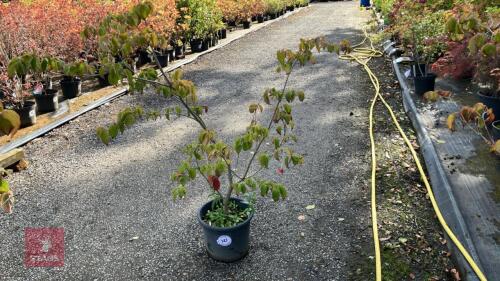 CORNUS SATOMII (PINK FLOWERED DOGWOOD)
