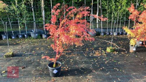 ACER PALMATUM SANGO KAKU