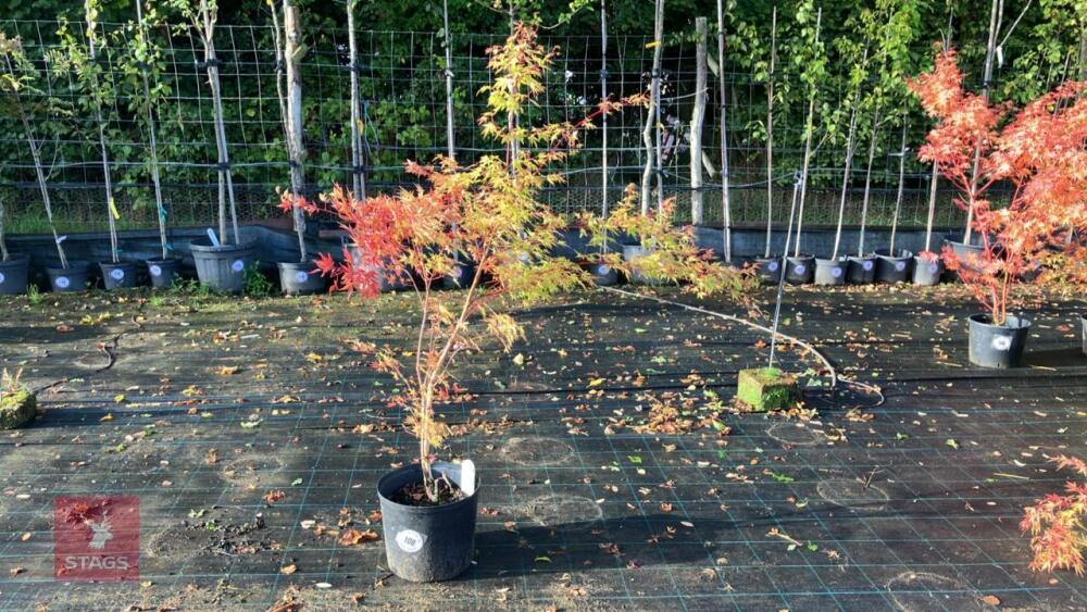 ACER PALMATUM SANGO KAKU
