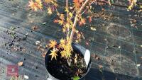 ACER PALMATUM SANGO KAKU - 2