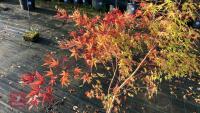 ACER PALMATUM SANGO KAKU - 3