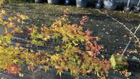 ACER PALMATUM SANGO KAKU - 5