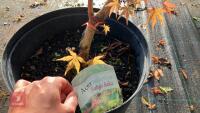 ACER PALMATUM SANGO KAKU - 7