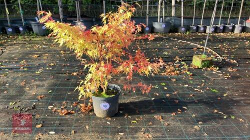 ACER PALMATUM SANGO KAKU