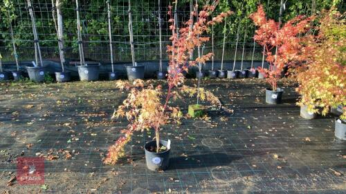 ACER PALMATUM SANGO KAKU