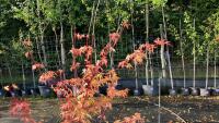 ACER PALMATUM SANGO KAKU - 6