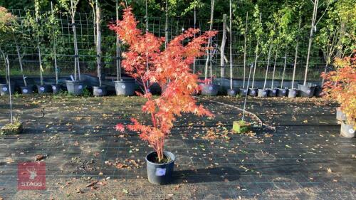 ACER PALMATUM SANGO KAKU