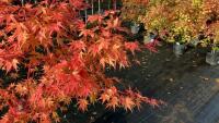 ACER PALMATUM SANGO KAKU - 3