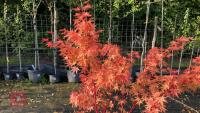 ACER PALMATUM SANGO KAKU - 6