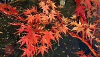 ACER PALMATUM SANGO KAKU - 7