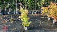 ACER PALMATUM ORANGE DREAM