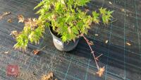 ACER PALMATUM ORANGE DREAM - 2