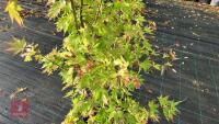 ACER PALMATUM ORANGE DREAM - 3