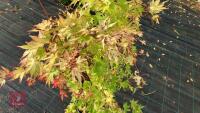 ACER PALMATUM ORANGE DREAM - 4
