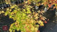 ACER PALMATUM ORANGE DREAM - 5