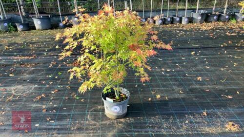 ACER PALMATUM ORANGE DREAM