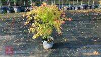 ACER PALMATUM ORANGE DREAM
