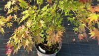 ACER PALMATUM ORANGE DREAM - 2
