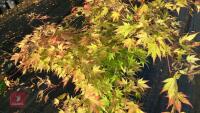 ACER PALMATUM ORANGE DREAM - 4