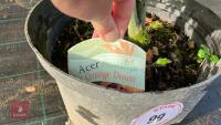 ACER PALMATUM ORANGE DREAM - 5