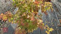 ACER PALMATUM ORANGE DREAM - 6