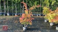 ACER PALMATUM ORANGE DREAM