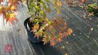 ACER PALMATUM ORANGE DREAM - 3