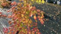 ACER PALMATUM ORANGE DREAM - 4