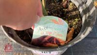 ACER PALMATUM ORANGE DREAM - 5