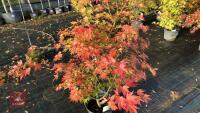 ACER PALMATUM ORANGE DREAM - 6
