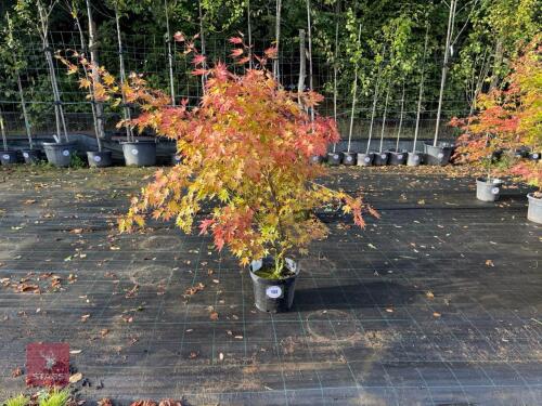ACER PALMATUM ORANGE DREAM