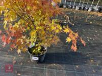 ACER PALMATUM ORANGE DREAM - 2