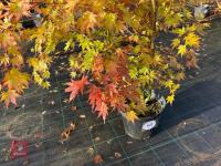 ACER PALMATUM ORANGE DREAM - 3