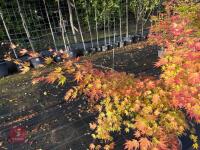 ACER PALMATUM ORANGE DREAM - 5