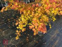 ACER PALMATUM ORANGE DREAM - 6