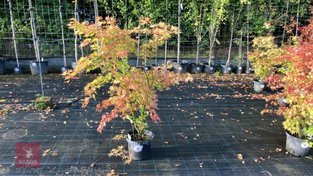 ACER PALMATUM ORANGE DREAM