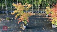 ACER PALMATUM ORANGE DREAM