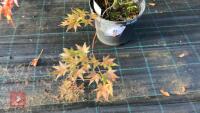 ACER PALMATUM ORANGE DREAM - 2