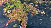 ACER PALMATUM ORANGE DREAM - 3