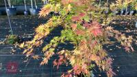 ACER PALMATUM ORANGE DREAM - 4