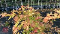 ACER PALMATUM ORANGE DREAM - 5
