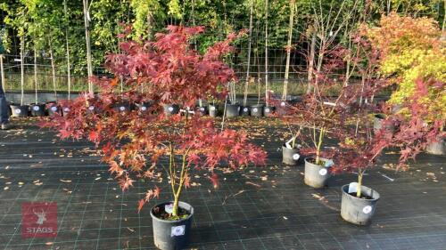 ACER PALMATUM BLOODGOOD