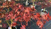 ACER PALMATUM BLOODGOOD - 2