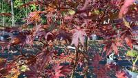 ACER PALMATUM BLOODGOOD - 3