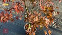 ACER PALMATUM BLOODGOOD - 5