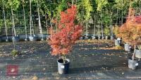 ACER PALMATUM JERRY SCHWARTZ
