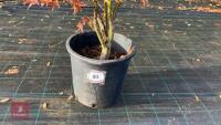 ACER PALMATUM JERRY SCHWARTZ - 2